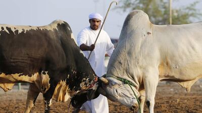Bulls lock horns during a bull-butting contest in Fujairah. The Sumo-wrestling-like fight ends when one of the animals is pushed out of a circle. Ahmed Jadallah / Reuters