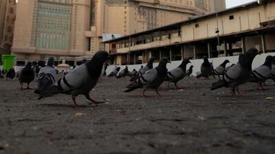 Birds are seen near the Grand Mosque during a curfew. Reuters