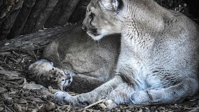 A newly born puma is seen with its mother Maeli at Paris' zoological gardens. AFP