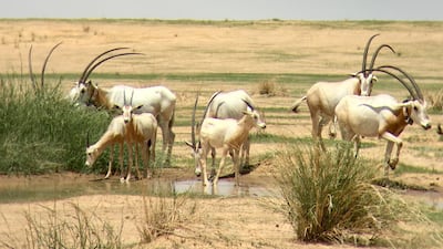 The UAE has worked with the International Union for Conservation of Nature for 20 years. It helped reintroduce this type of scimitar-horned oryx, which were once extinct in the wild, to Chad with the help with the organisation's Species Survival Commission. Courtesy Environment Agency - Abu Dhabi