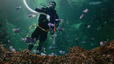 Zebra shark (Stegostoma fasciatum) – endangered (IUCN Red List). Getty Images
