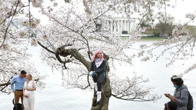 Priyanka Kaswan poses for a photo while sitting on a cherry tree at the Tidal Basin near the National Mall in Washington. Reuters