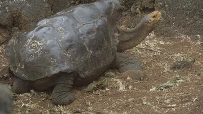 Diego the tortoise walks around a breeding centre on September 10, 2016, on Santa Cruz Island in the Galapagos archipelago, located some 1,000km off Ecuador’s coast. Rodrigo Buendia / Agence France-Presse