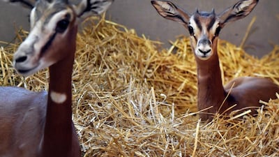 A mhorr gazelle calf rests next to its mother in Budapest Zoo in Budapest, Hungary. EPA