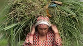 A farmer returns from the field near Kathmandu, ahead of Nepal’s rice planting season, likely to be affected by the chemical fertiliser shortage triggered by tension in the Middle East. EPA
