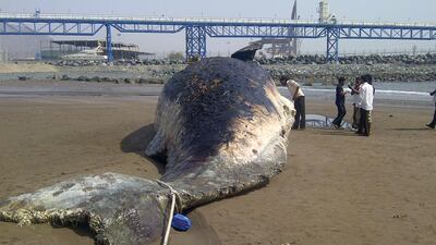 The sperm whale skeleton could be ready for display by the end of the year. Courtesy of Shamsun Nahar Sherin