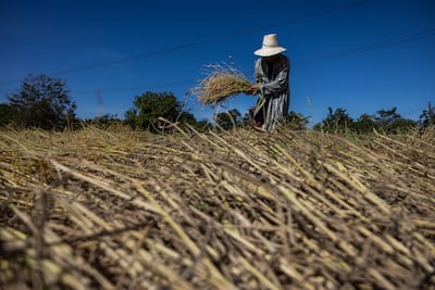 A rice farm in Thailand after 2023's El Nino caused lower rainfall. Getty Images