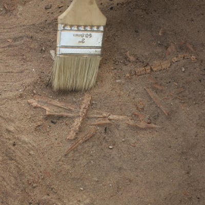 Needlefish remains uncovered in excavations at Delma. Courtesy: Kevin Lidour