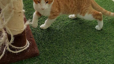 Pickle was near death when he was rescued. Photo: Animal Action UAE