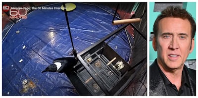 Nicolas Cage's African crow Hoogan has his own 'crow dome'. Photos: 60 Minutes / YouTube, AFP