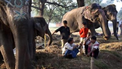 Mahouts look after elephants in the morning sun as they wait for business during the Sonepur festival.