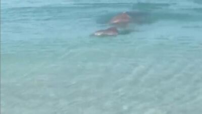 Saadiyat Beach Club posted footage of dolphins out for a swim on Friday.