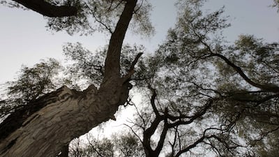 The Ghaf tree, native to the Emirates, is a potential source of biochar, which helps in soil rejuvenation and carbon capture. Pawan Singh / The National