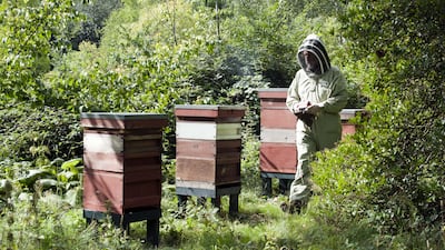 The gardens of Buckingham Palace are home to four beehives. Photo: Shutterstock