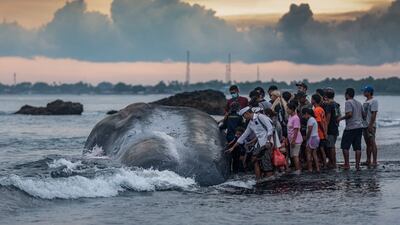 Villagers gather round a sperm whale washed up on Yeh Malet beach in Klungkung, Indonesia. AFP