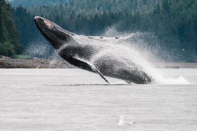 A humpback whale seen from the UnCruise boat.