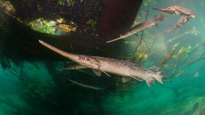'Fragile River of Life' by Isaac Szabo of the USA, of longnose gars spawn in a Florida river