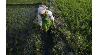 A woman working in a rice field near Gauhati, India. The country's latest budget puts emphasis on the agricultural sector.