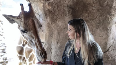The Breakfast with Giraffes experience allows you to get up close to the world's largest land mammal. Victor Besa/The National