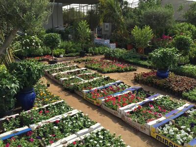 Warsan near Dragon Mart in Dubai has a wide selection of seasonal bedding plants. Courtesy of Melanie Hunt