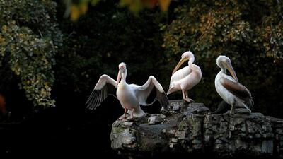 Pelicans are pictured in St James's Park in central London. AFP