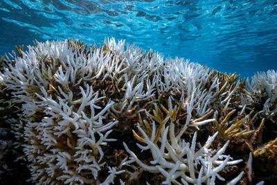 Coral reefs under threat off the Society Islands in Moorea, French Polynesia. Alexis Rosenfeld / Getty Images