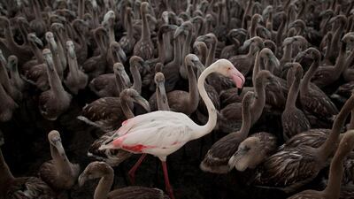 An adult flamingo stands with flamingo chicks in an enclosure before they are tagged in Fuente de Piedra lake in Fuente de Piedra, Spain. Pablo Blazquez Dominguez / Getty