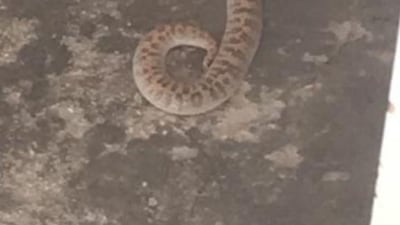 A snake spotted in the development. Courtesy: Jamal Guergour