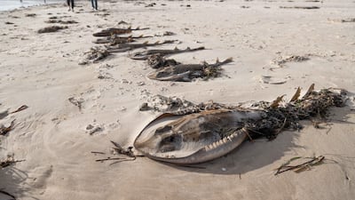 A line of Southern Fiddler Rays lie on Glenelg Beach in Adelaide, Australia. Getty Images
