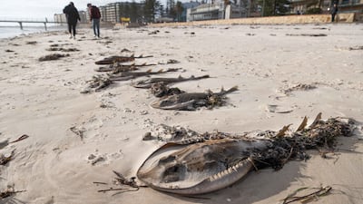 A line of Southern Fiddler Rays lie on Glenelg Beach in Adelaide, Australia. Getty Images