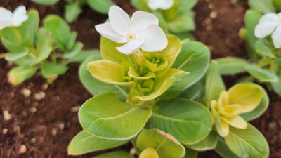 A macro shot on the Samsung Galaxy Z Flip 4, which has good detail.