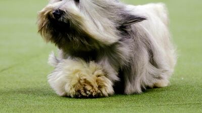 Murphy, a Skye terrier competes with the terrier group at the 143rd Westminster Kennel Club Dog Show Tuesday, Feb. 12, 2019, in New York. Wilma, a boxer, won the working group. King, a wire fox terrier, won the group. Photo: AP