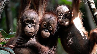 Every dry season across Indonesian Borneo, fires are illegally lit by land owners to quickly and cheaply clear forest for new plantations.