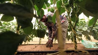 A farm worker tends to the pepper crop on Ahmed Khalaf's farm in Liwa.