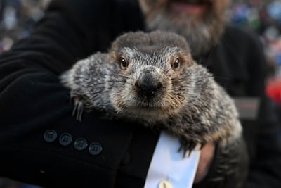 Punxsutawney Phil, the weather prognosticating groundhog, is used to predicting whether winter will linger or spring will come early. AP Photo file
