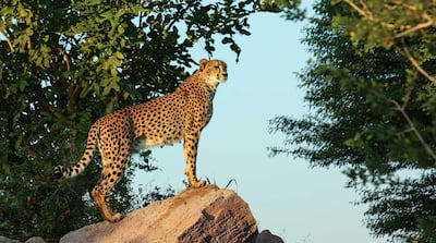 The zoo in home to more than 4,000 animals including big cats. Photo: Al Ain Zoo