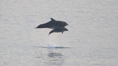 Bottlenose dolphins off England's north-east coast. PA