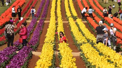 A visitor poses among the tulips at the Tesselaar Tulip Festival at Silvan in the Dandenong Ranges on the outskirts of Melbourne, Australia. William West/AFP