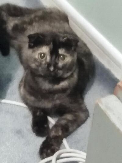 The cat was found limping in the Jumeirah neighbourhood.