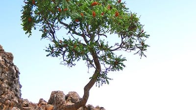 Extracts of the shrub and small tree Rhus coriaria can stop certain breast cancer cells spreading. Getty Images