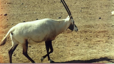 An Arabian oryx pictured at Oman's Al Kamil Wal Wafi park. Saleh Al Shaibany for The National
