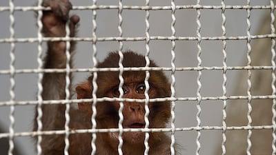 One of the rescued newborn monkeys plays inside an enclosure at a zoo in Karachi, Pakistan. EPA