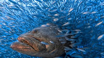 Honourable Mention, Water, Tom Shlesinger, Israel. A Goliath Grouper fish.