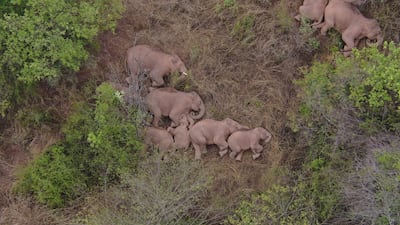 A herd of Asian elephants lie on the ground resting in the Jinning district of Kunming city, Yunnan province, China. China Daily via Reuters
