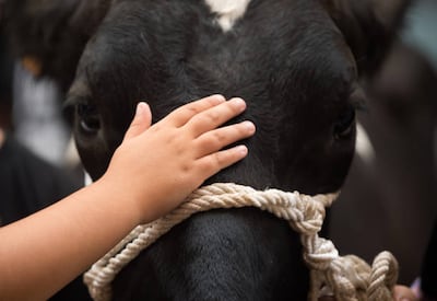 Facial recognition software is being used to help farmers keep track of their cattle. Getty Images