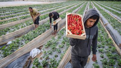 Workers carry harvested strawberries to a packing area, where they will be washed and sorted.