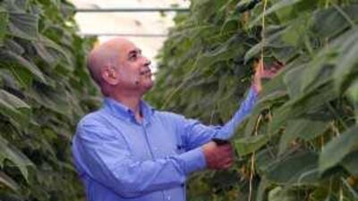 Dr Nurul Akhand, an irrigation management scientist at the ICBA, looking over hydroponic chambers.