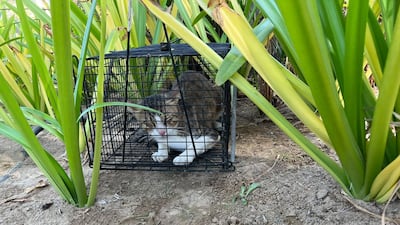 This trapped animal was given to a cat rescuer, who took it to a vet