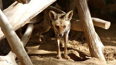 An Arabian fox, above, was probably responsible for an attack blamed on a wolf, an expert says. Courtesy: Reza Khan / Dubai Municipality