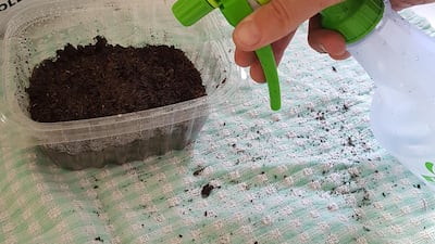 Step 3: Gently spray or splash water into the soil. It should be nicely damp rather than soaking wet.